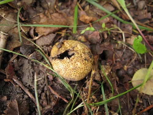 Tęgoskór cytrynowy