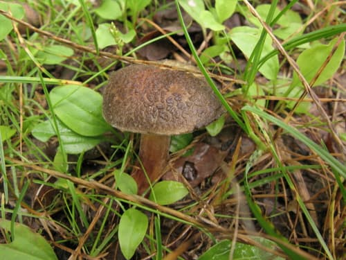 Borowikowate