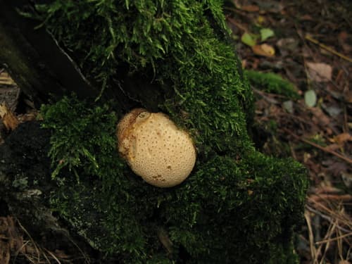Tęgoskór cytrynowy