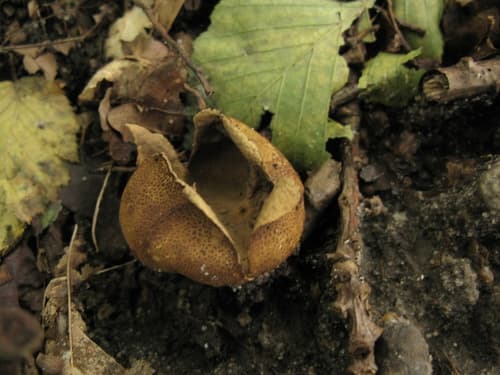 Tęgoskór cytrynowy