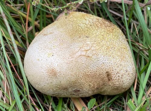 Tęgoskór cytrynowy