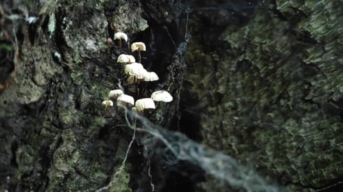 Marasmiaceae