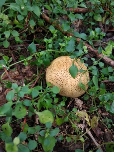Tęgoskór cytrynowy