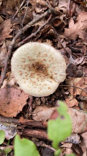 Muchomor cytrynowy
