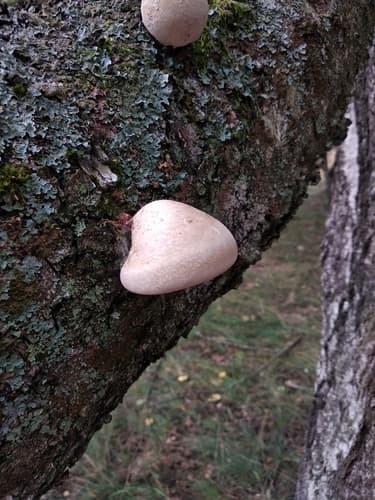 Białoporek brzozowy