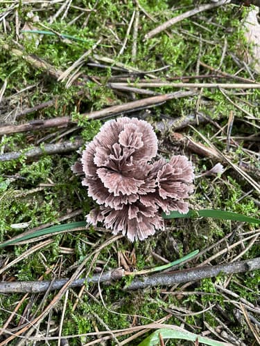Chropiatka pospolita