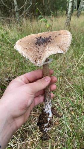Czubajka kania