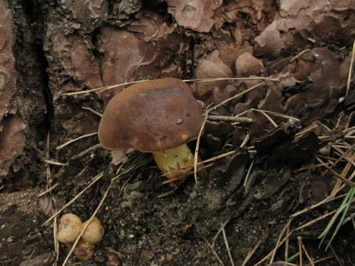 Podgrzybek brunatny