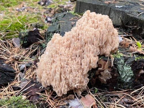 Artomyces microsporus
