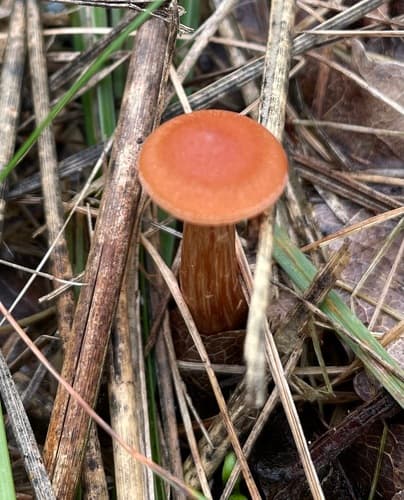 Lakówka dwubarwna