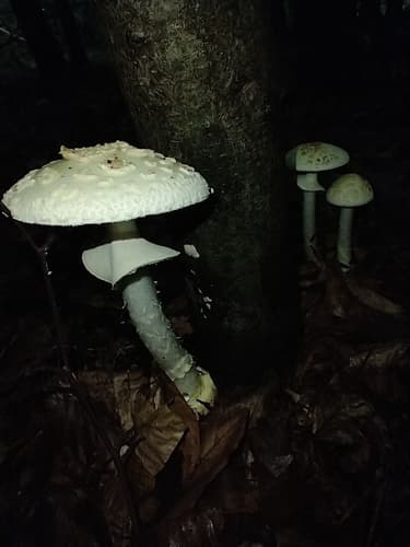 Muchomor cytrynowy