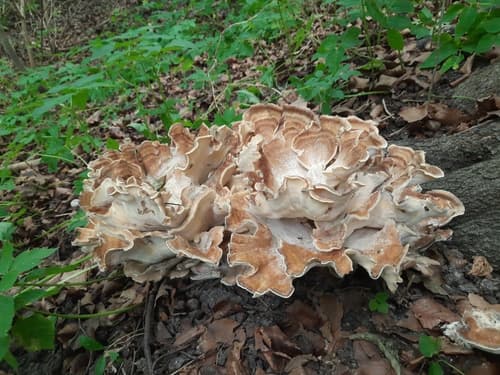 Wachlarzowiec olbrzymi