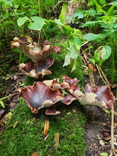 Żagiew kasztanowa