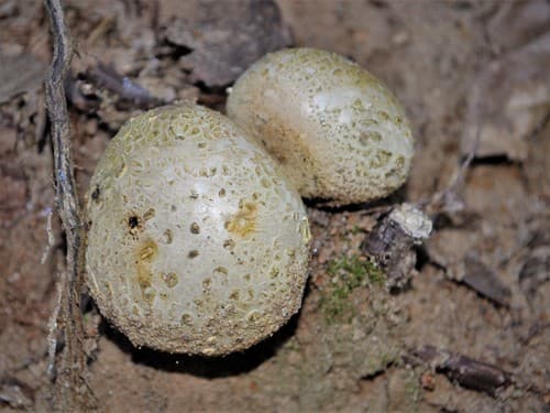 Sclerodermataceae