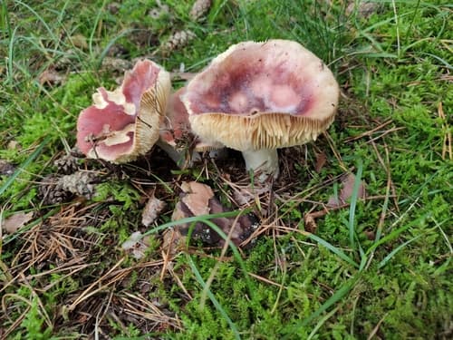Gołąbek