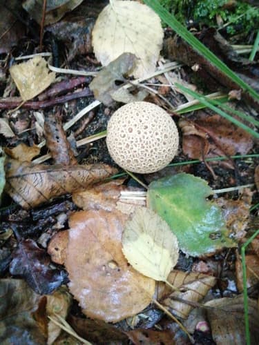 Tęgoskór cytrynowy