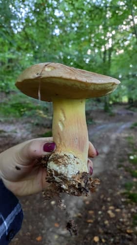 Masłoborowik żółtoborązowy