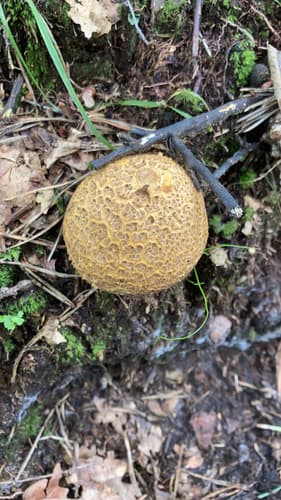 Tęgoskór cytrynowy