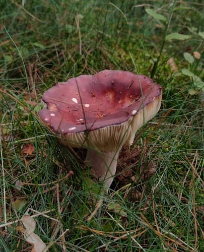 Gołąbek ciemnopurpurowy