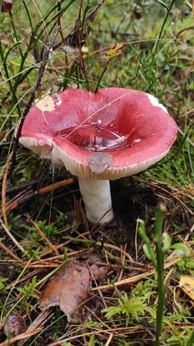 Gołąbek