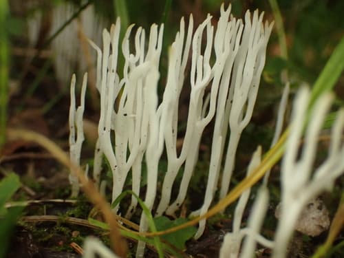 Ramariopsis tenuicula