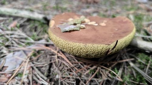 Podgrzybek brunatny
