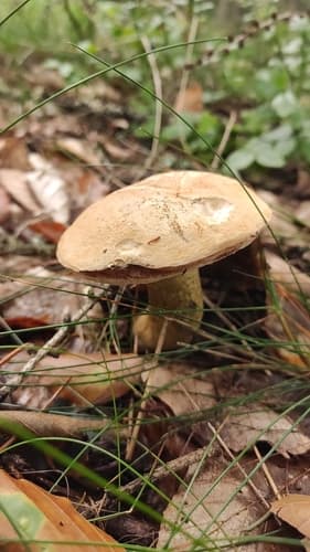 Goryczak żółciowy
