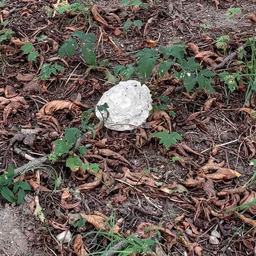 Czasznica olbrzymia