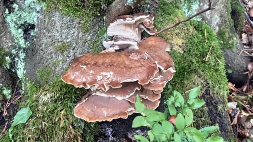 Wachlarzowiec olbrzymi