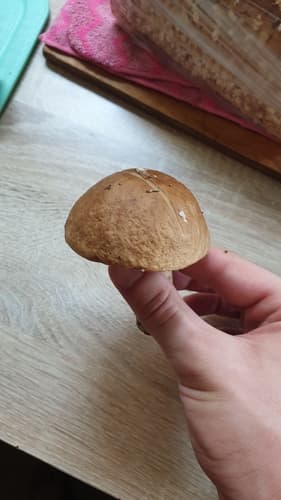 Podgrzybek zajączek