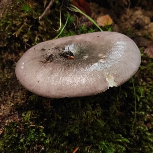 Gołąbek zielonawofioletowy