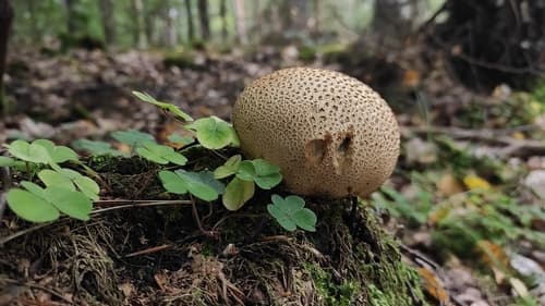 Tęgoskór cytrynowy