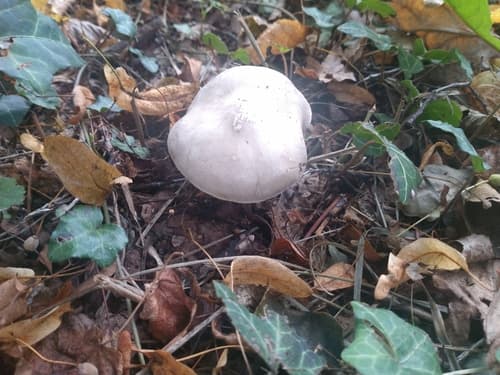 Agaricineae