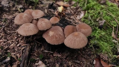 Kruchaweczka Namakająca