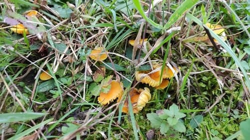 Wilgotnica woskowa