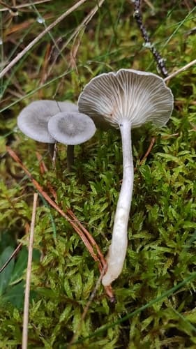 Pieprzniczka szarawa