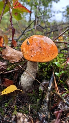 koźlarz pomarańczowożółty