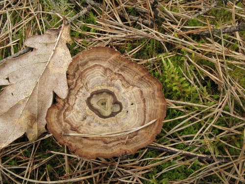 Stułka piaskowa