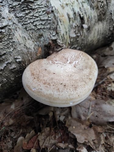 Białoporek brzozowy