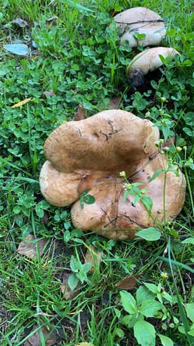 Krowiak podwinięty