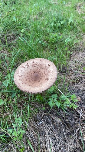 Czubajka kania