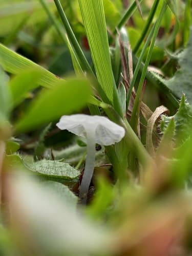 Hemimycena