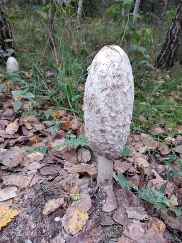Czernidłak kołpakowaty