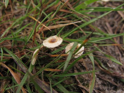 Pieczarkowce
