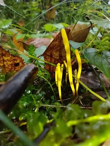 Clavulinopsis