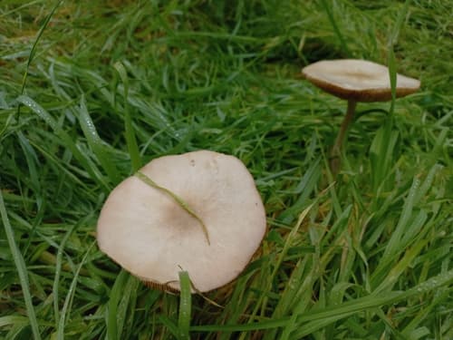 Volvopluteus