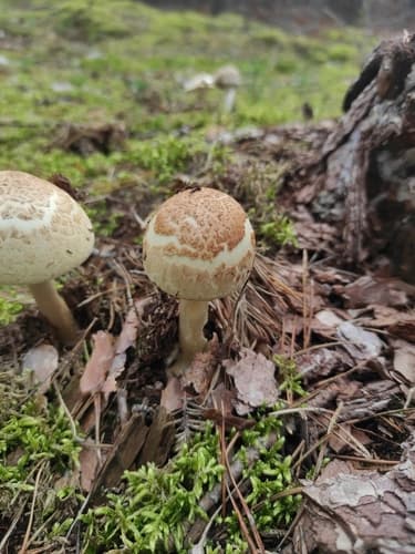 Muchomor cytrynowy