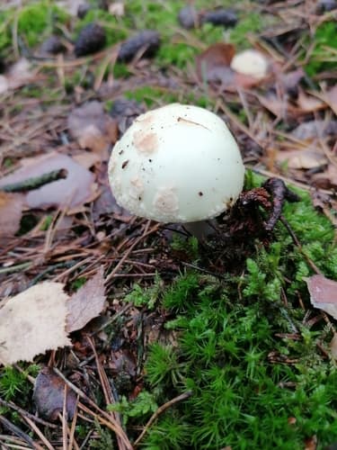 Muchomor cytrynowy