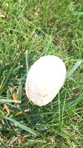 Czernidłak kołpakowaty