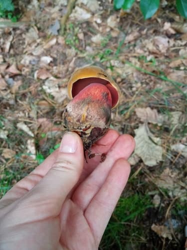 krasnoborowik ceglastopory